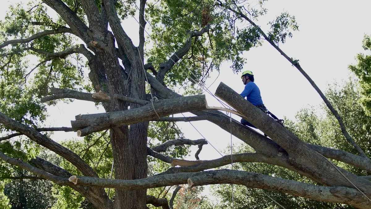 Professional Hazardous Tree Removal performed by certified arborists in East Worcester